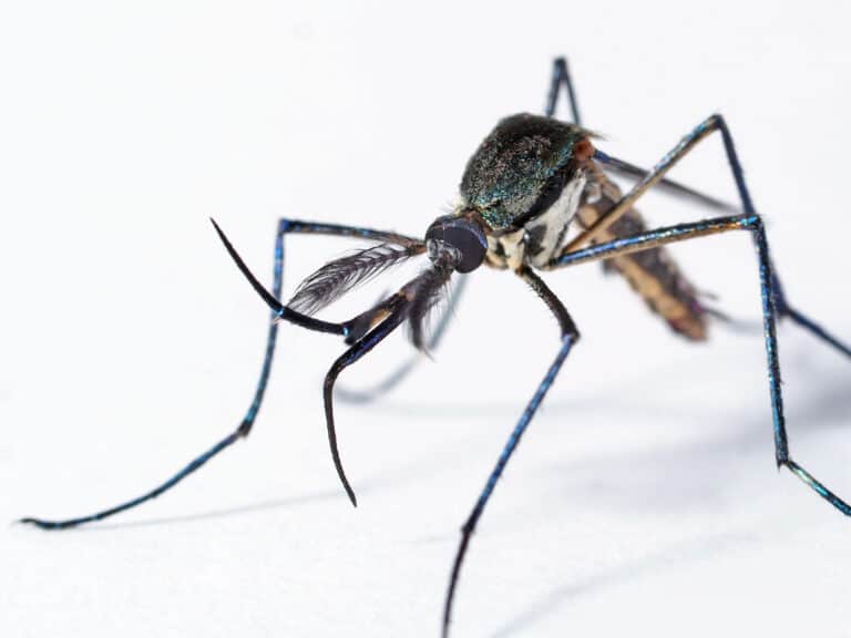Elephant Mosquito