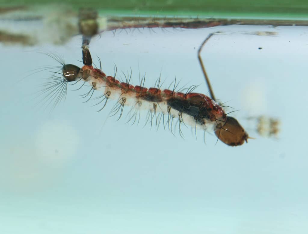 Australian Elephant mosquito larvae