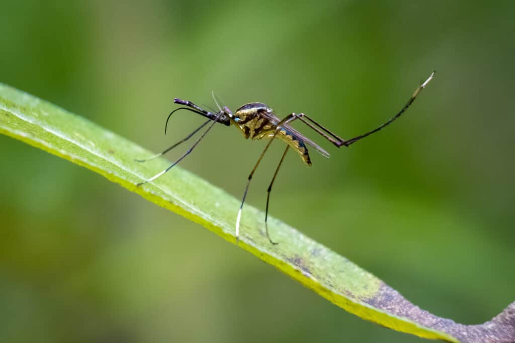 elephant mosquito