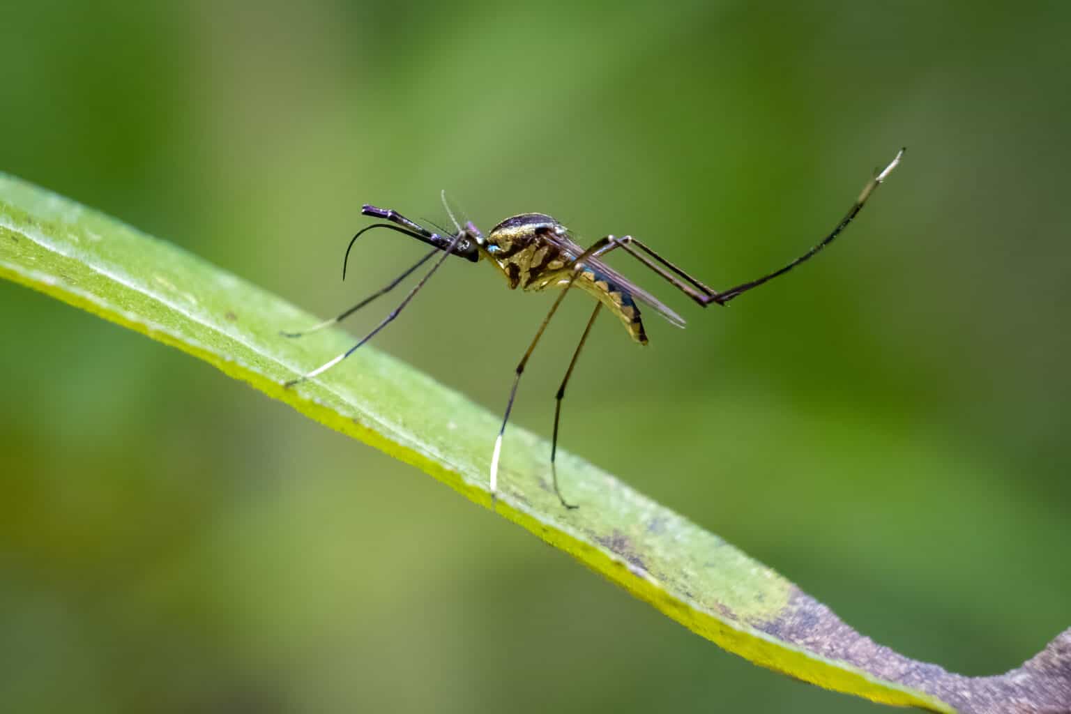 When Do Mosquitoes Come Out? A MonthbyMonth Look at The Most Active