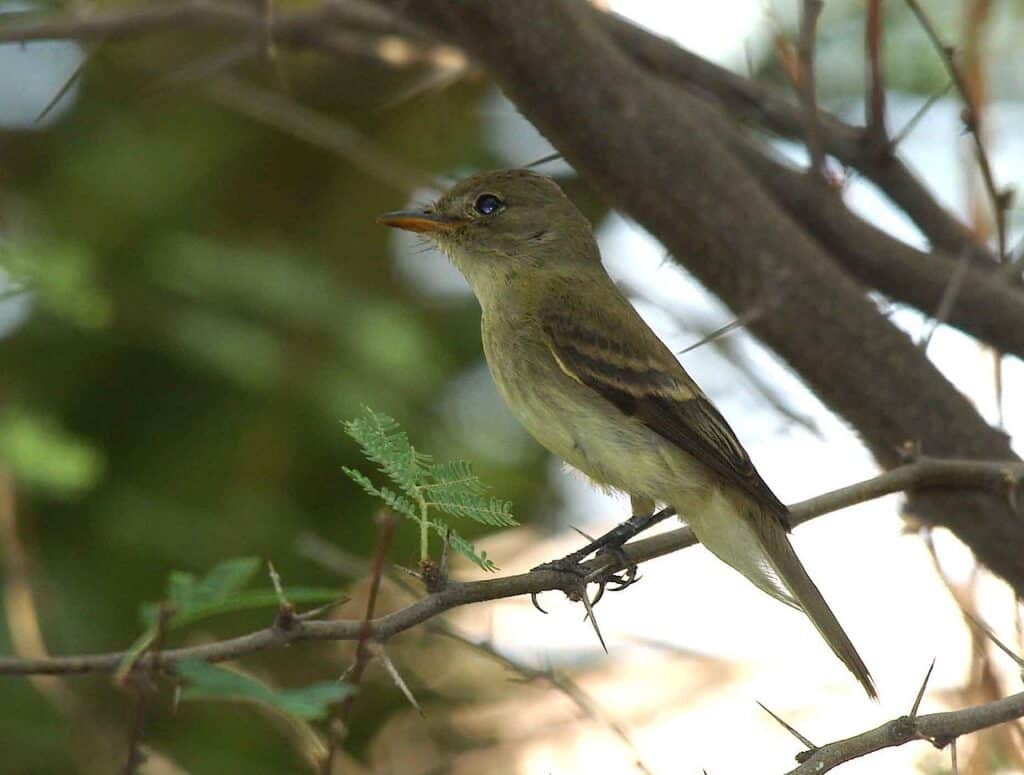 Southwestern Willow Flycatcher