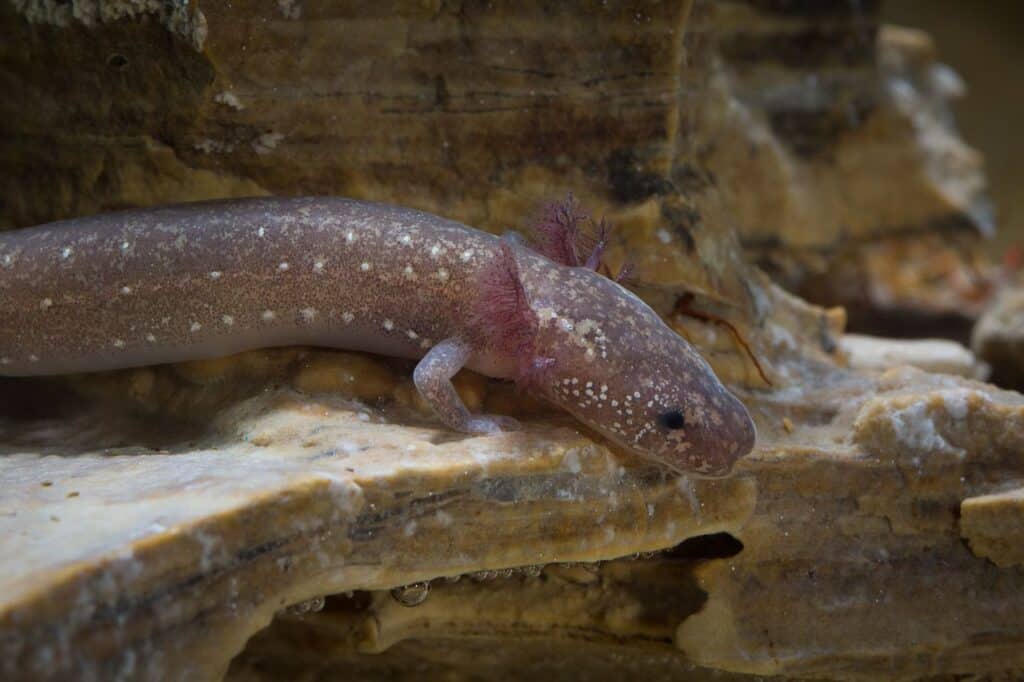 Salamandre de Barton Springs