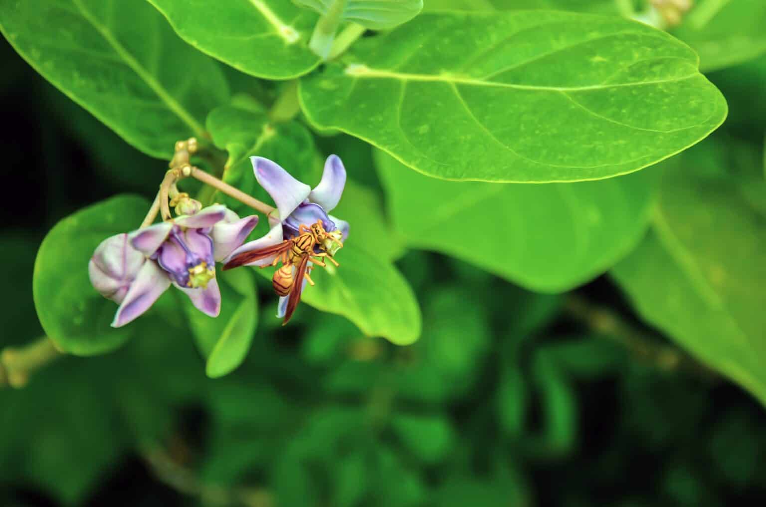 Executioner Wasp vs Asian Giant Hornet - A-Z Animals