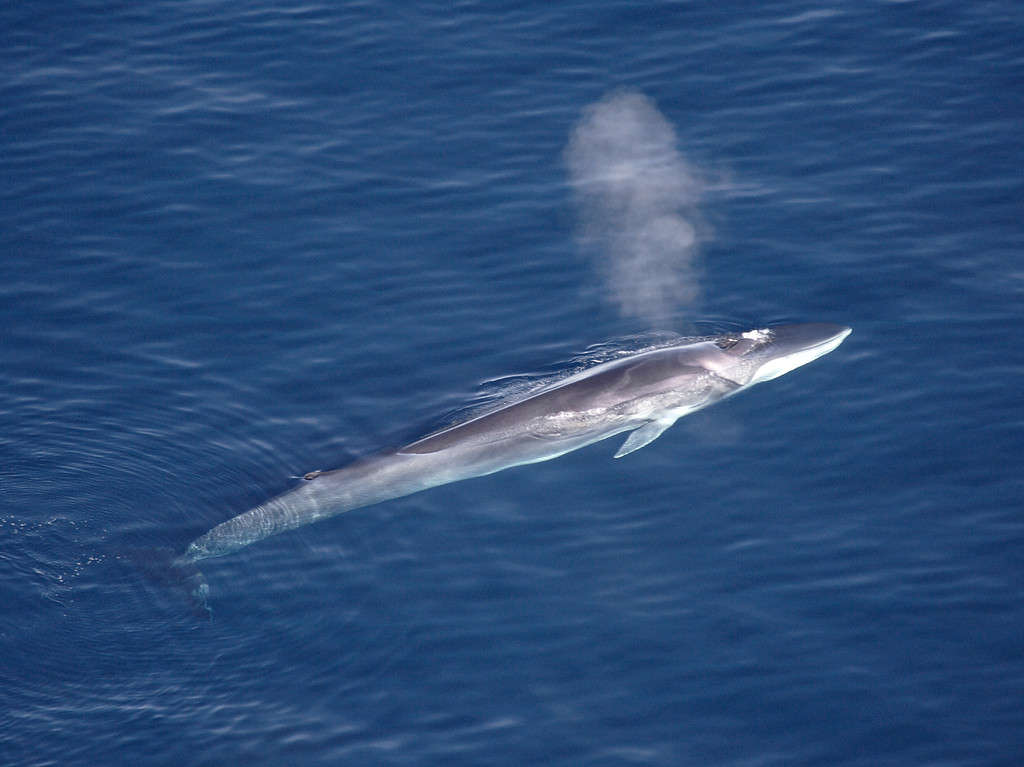 A fin whale surfacing in Greenland