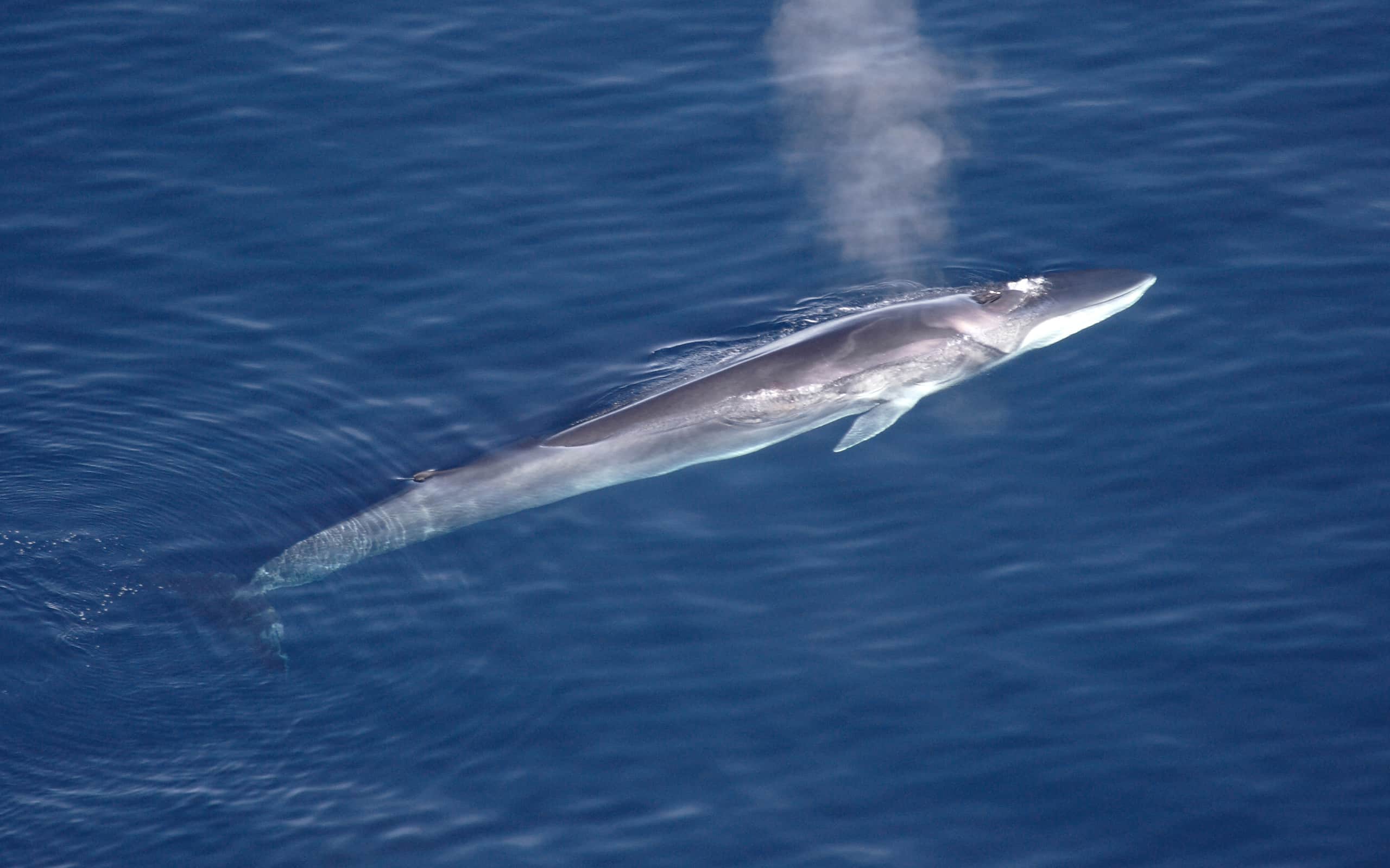 A fin whale surfacing in Greenland