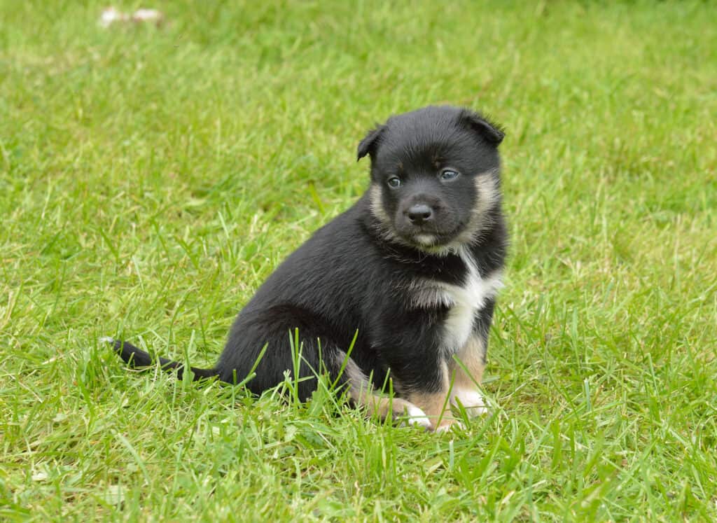 Finnish Lapphund Puppy