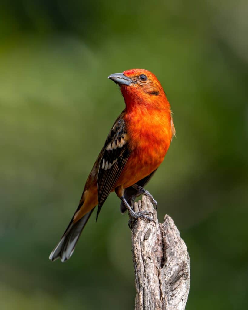 Flame-colored Tanager