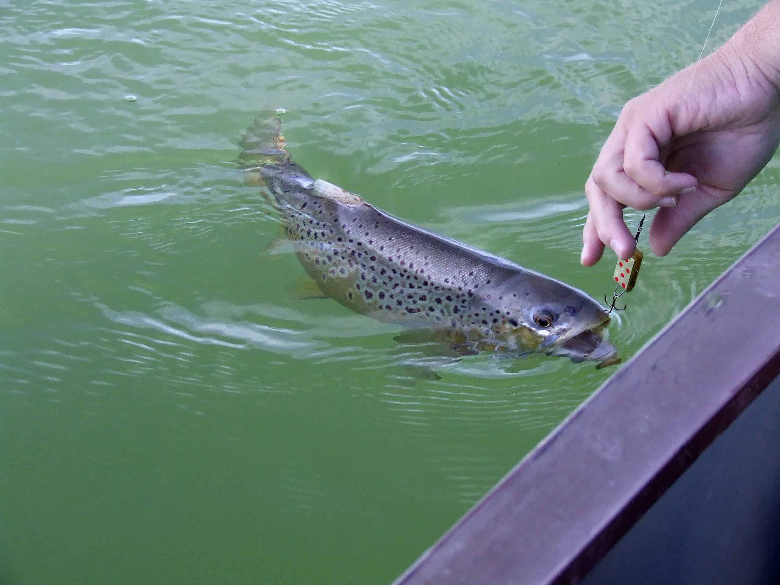 The Speckled Trout Isn’t Actually a Trout and Other Louisiana Fishing Surprises
