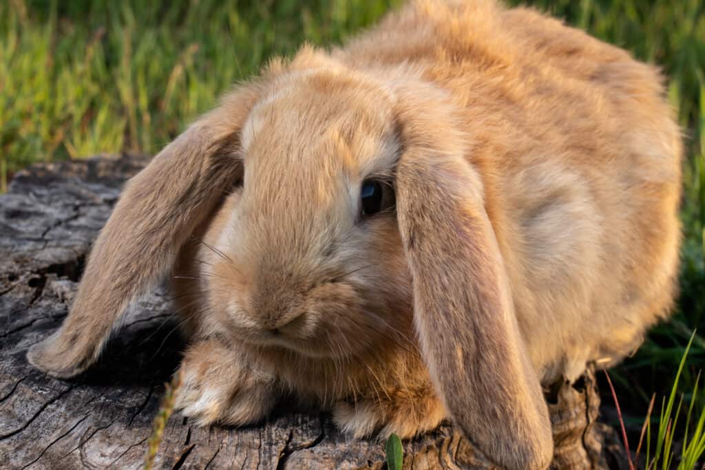 Brown French Lop
