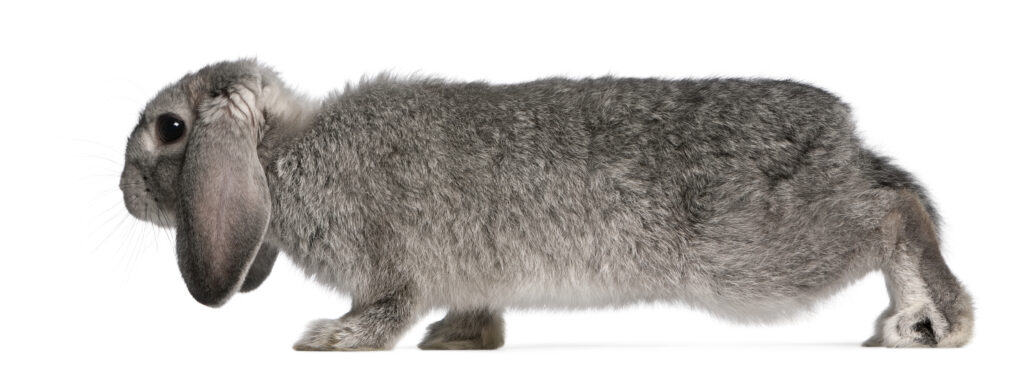 Large French Lop
