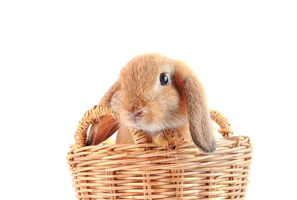 Baby French Lop