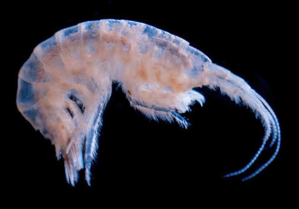 Pecos Amphipod