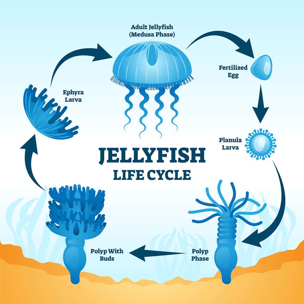 Jellyfish life cycle educational labeled diagram vector illustration with development stages from fertilized egg, to planula larva, polyp phase, polyp with buds, ephyra larva to adult medusa phase.