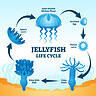 Jellyfish Reproduction: How Exactly Do They Reproduce? - A-Z Animals