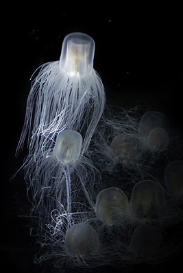 10 Incredible Immortal Jellyfish Facts - A-Z Animals