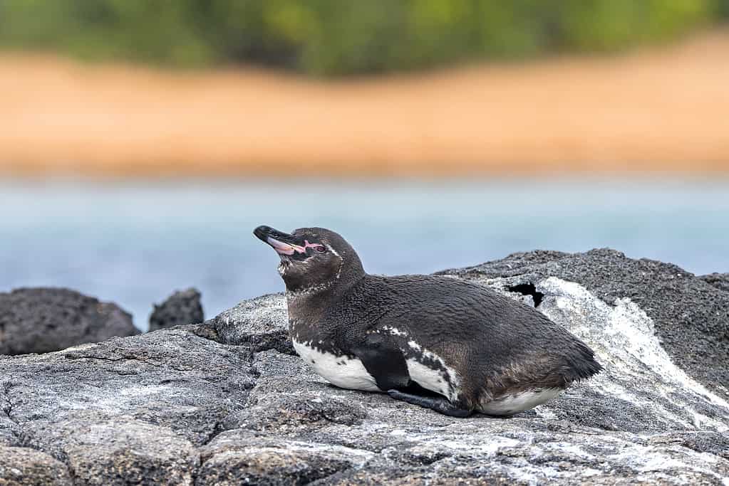 Galapagos penguin (Spheniscus mendiculus) (Galápagos penguin) rests on a volcanic rock, Galapagos Islands, Ecuador, South America