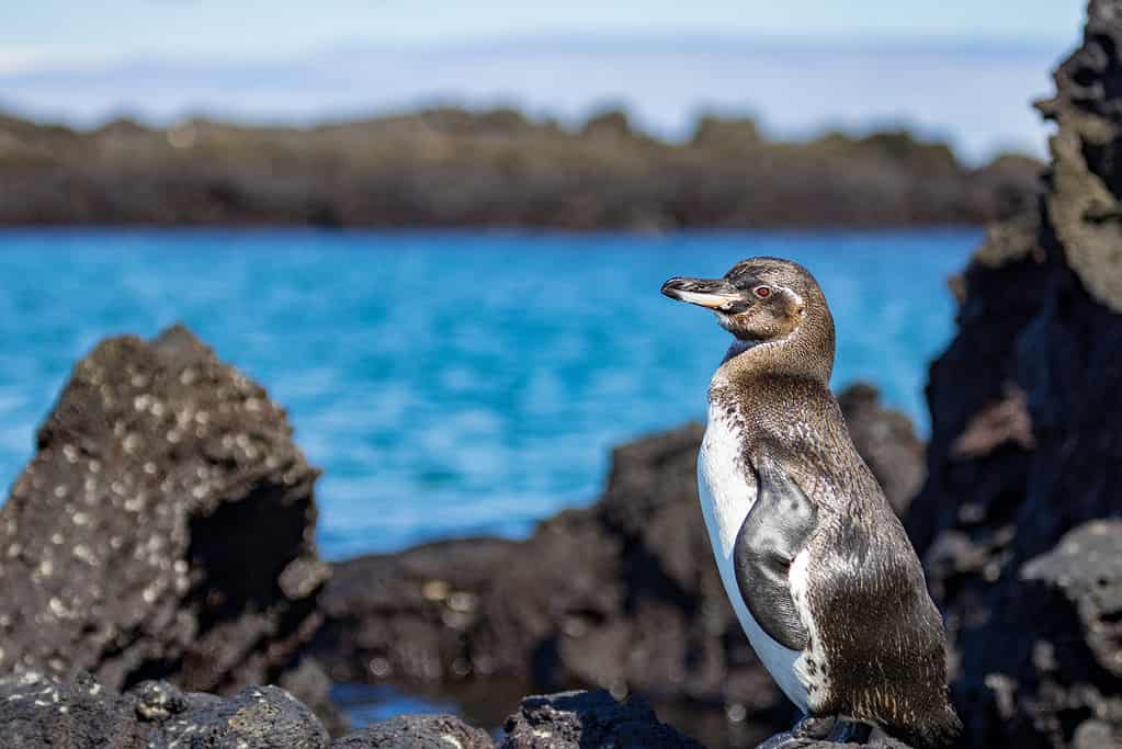 Fresh from swim in the bright blue waters, this lone Galapagos Penguin dries off on the lava rocks of Punta Moreno on Isabela Island