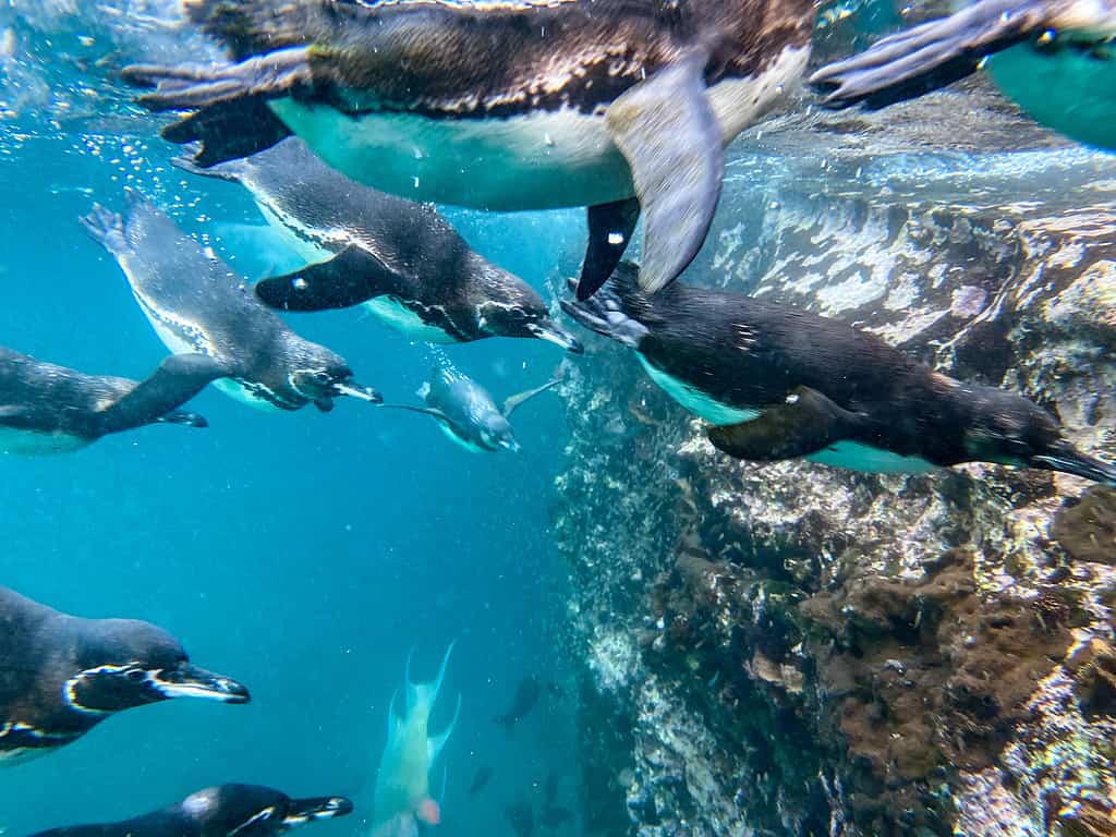 This playful penguin colony is not shy; they swim in and around tourists in the waters of Tagus Cove on Isabela Island. The Galapagos penguins (Spheniscus mendiculus) are the only penguins found north of the equator; they are endemic to the Galapagos Islands. Photo was taken at Tagus Cove on Isabela Island