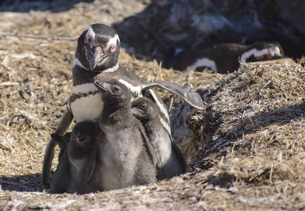 Penguin of Magellan, colony on Isla Penguino, off the Atlantic Coast of Patagonia, Santa Cruz, Argentina. (Spheniscus Magallanicus).