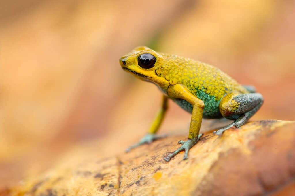 Granular Poison Frog