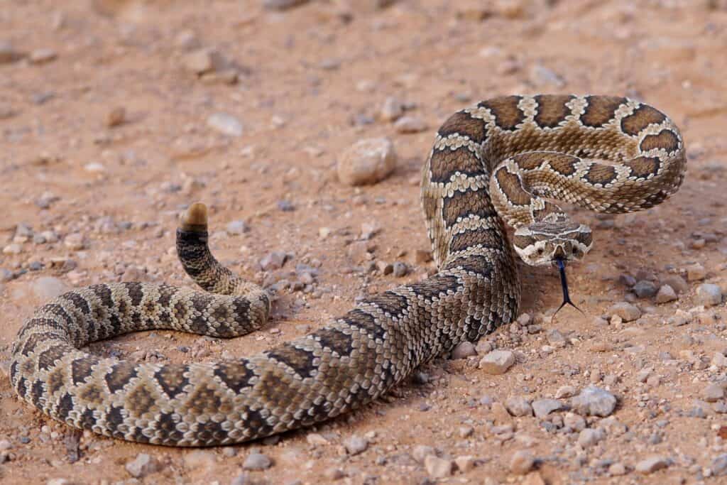 Great Basin Rattlesnake