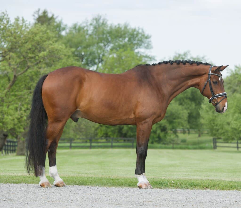 Hanoverian horse in field