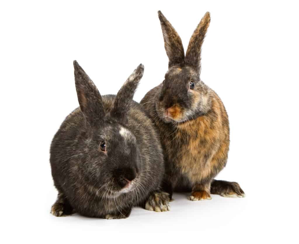 Harlequin rabbits