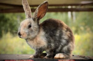 Rabbit Thumping: Why They Do It and What It Means Picture