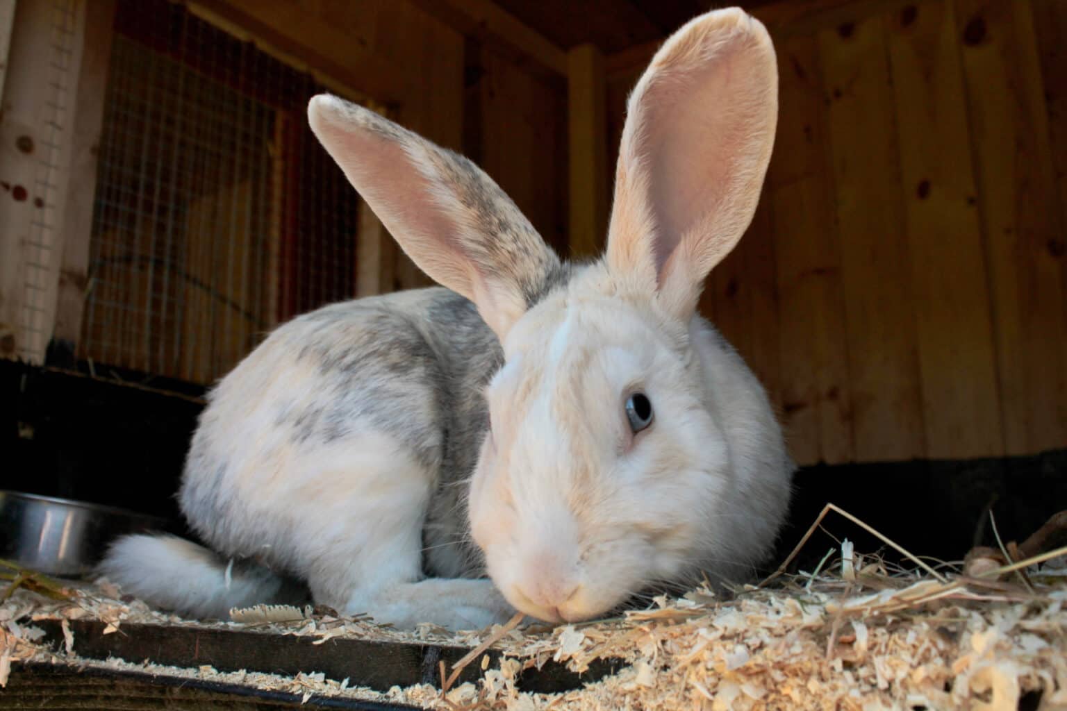 Harlequin Rabbit Animal Facts - Oryctolagus cuniculus - A-Z Animals