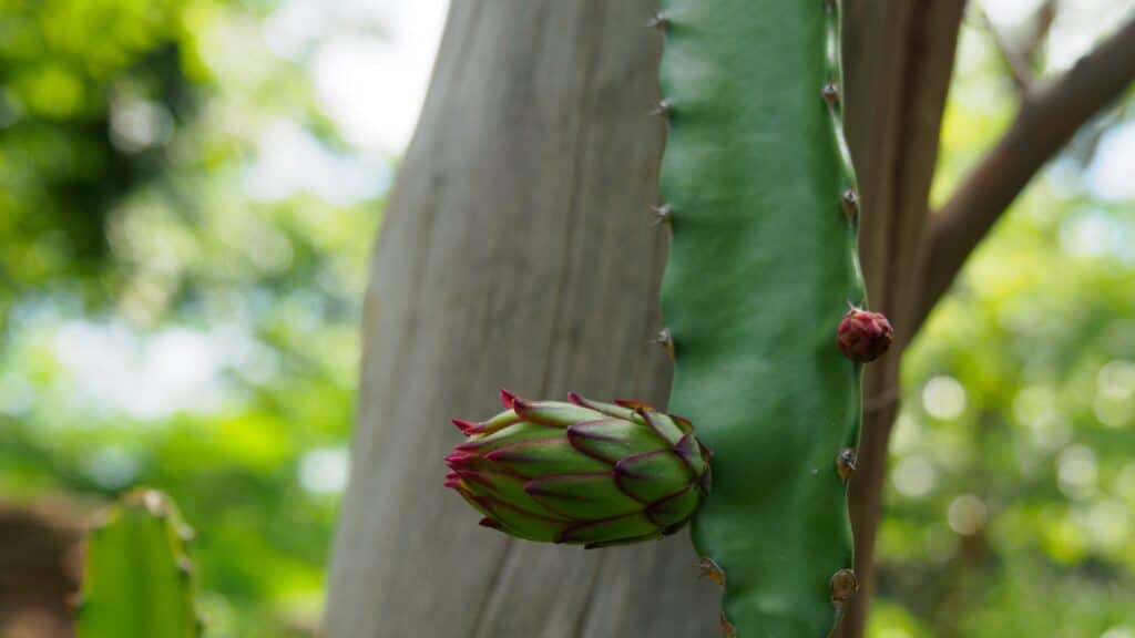 The Honolulu queen cactus