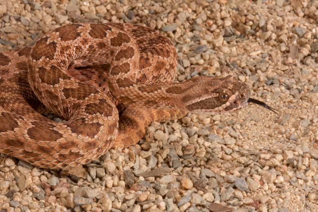 Một con rắn đuôi chuông Hopi