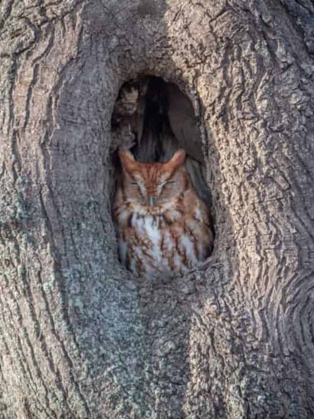 How Do Owls Sleep Cover image