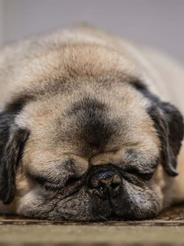 how old is the oldest pug in the world