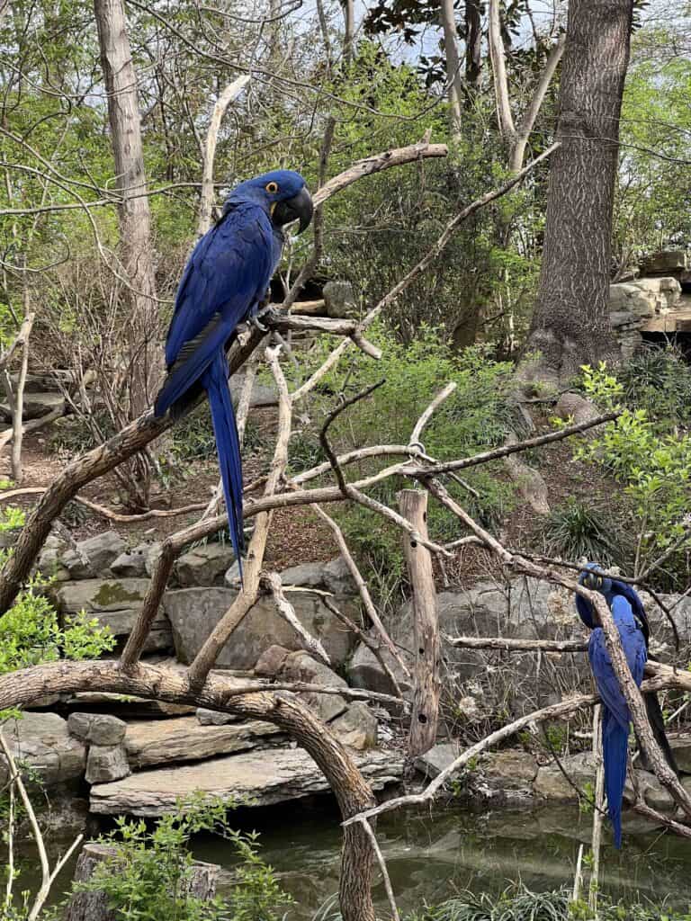 hyacinth macaws at Nashville Zoo at Grassmere