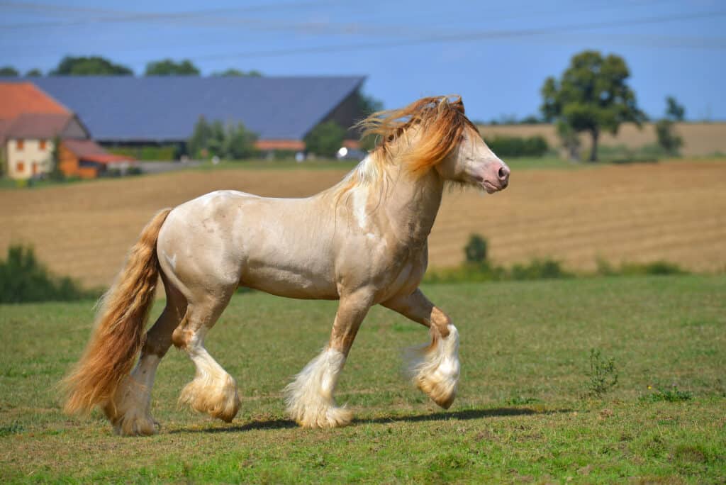 Irish Cob or Gypsy Horse in field