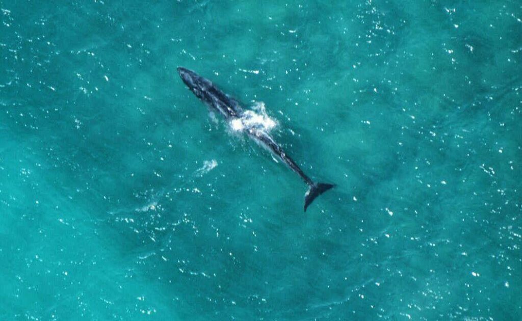 An immature fin whale in distress off national park of Caesarea Maritima