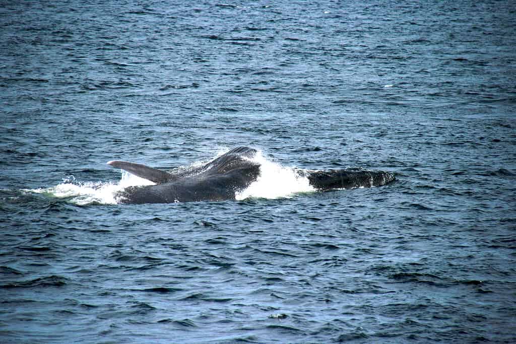Fin whale lunge feeding on its right side.