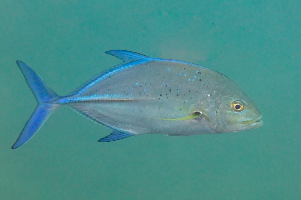 Bluefin trevally