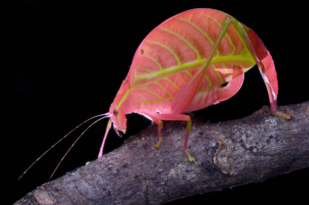 Pink Katydid