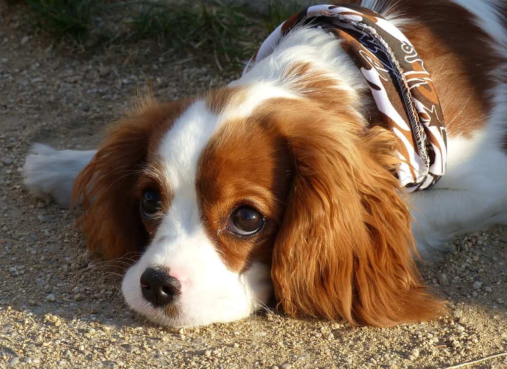 Cavalier King Charles Spaniel