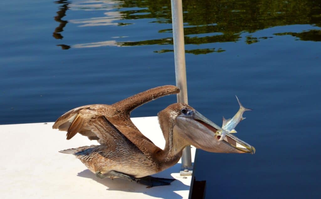 ladyfish predators