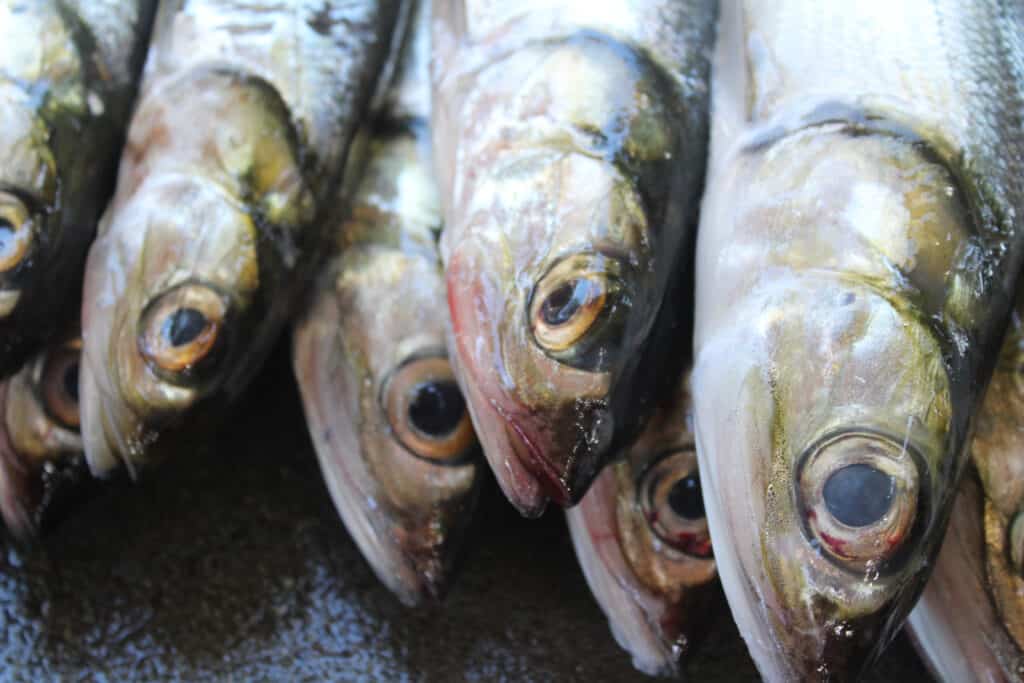 Ladyfish caught