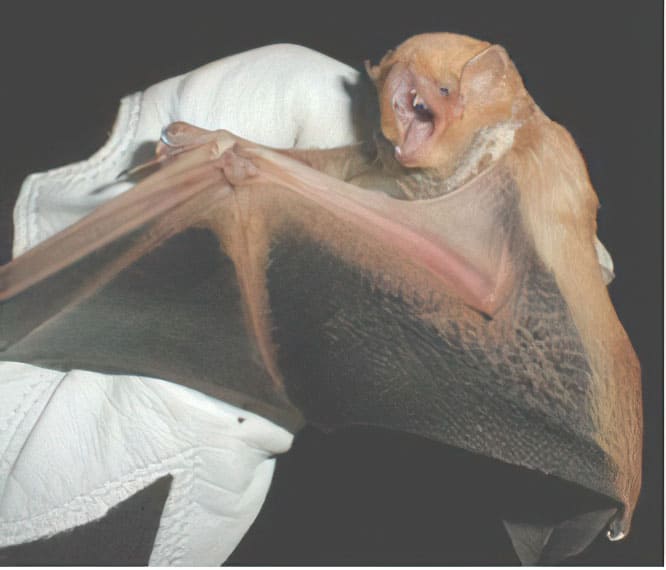 Western Red Bat