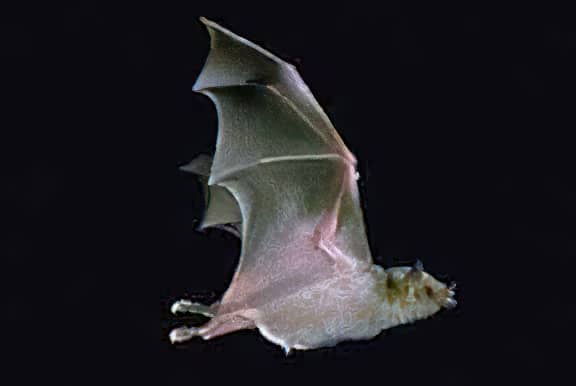 Mexican Long-Nosed Bat