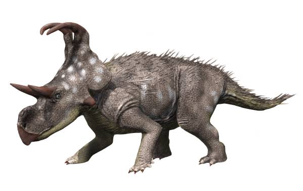 Machairoceratops had sword-like horns
