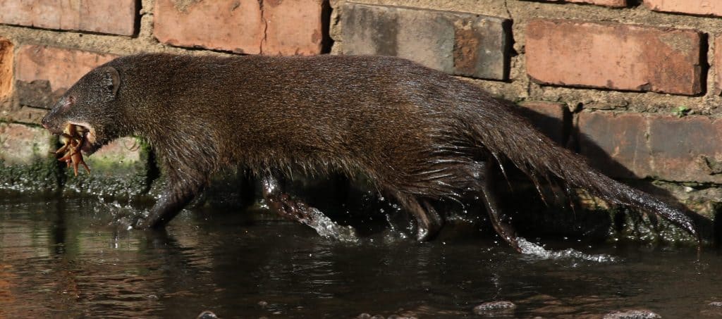marsh or water mongoose