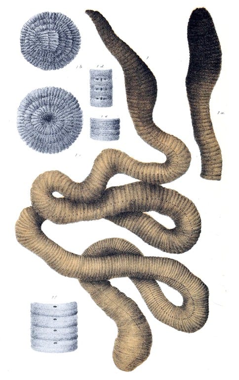 giant Gippsland earthworm