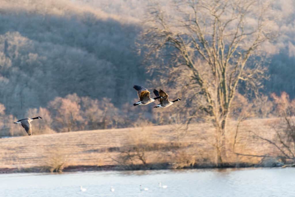 Geese fly at Middle Creek Wildlife Management Area in Pennsylvania