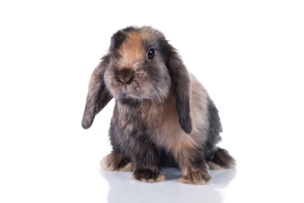 cute mini lop rabbits