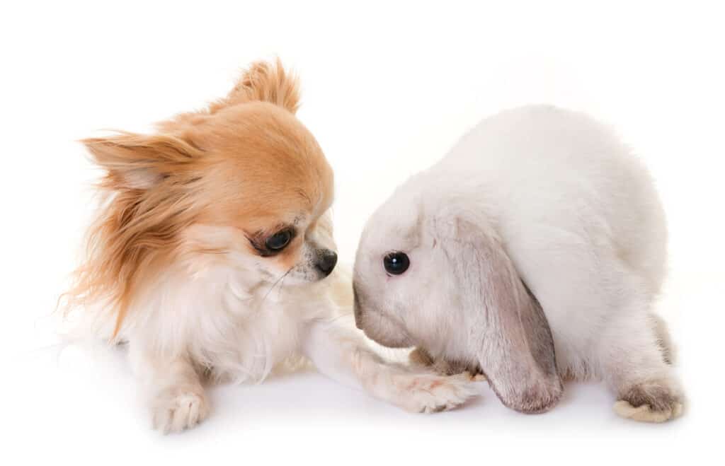 Mini Lop and dog